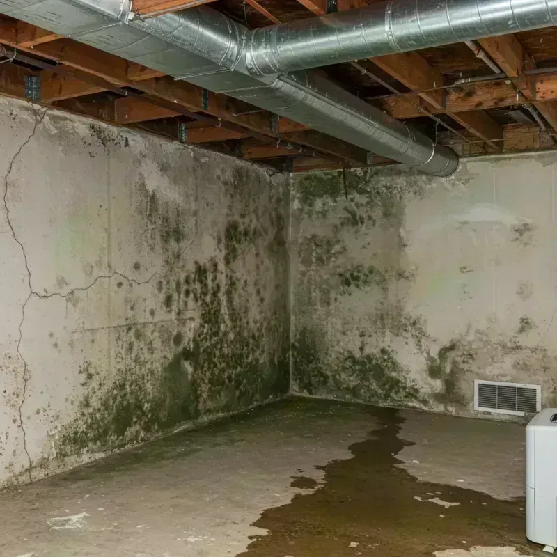 Professional Mold Removal in Georgetown, KY